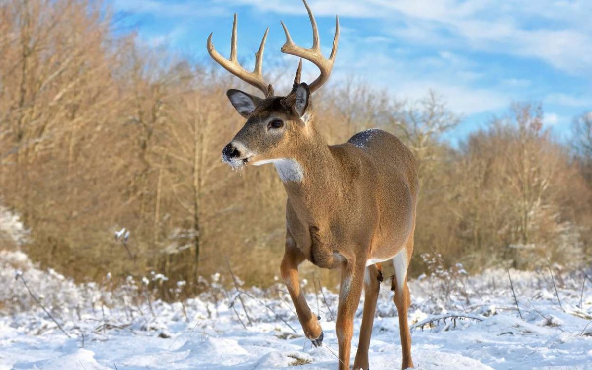 Косуля и олень