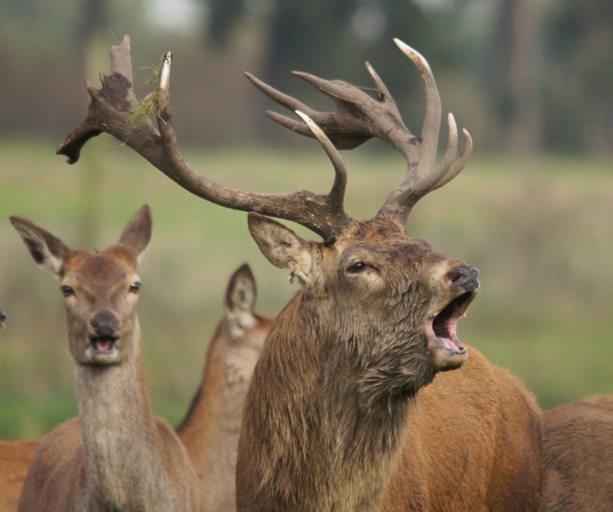 Жизнь оленя