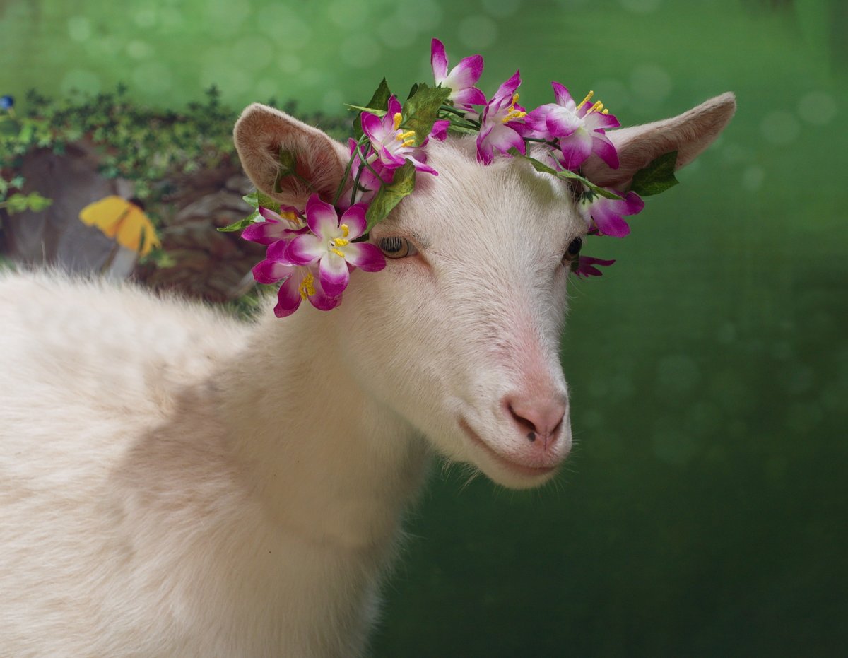 Камила коза