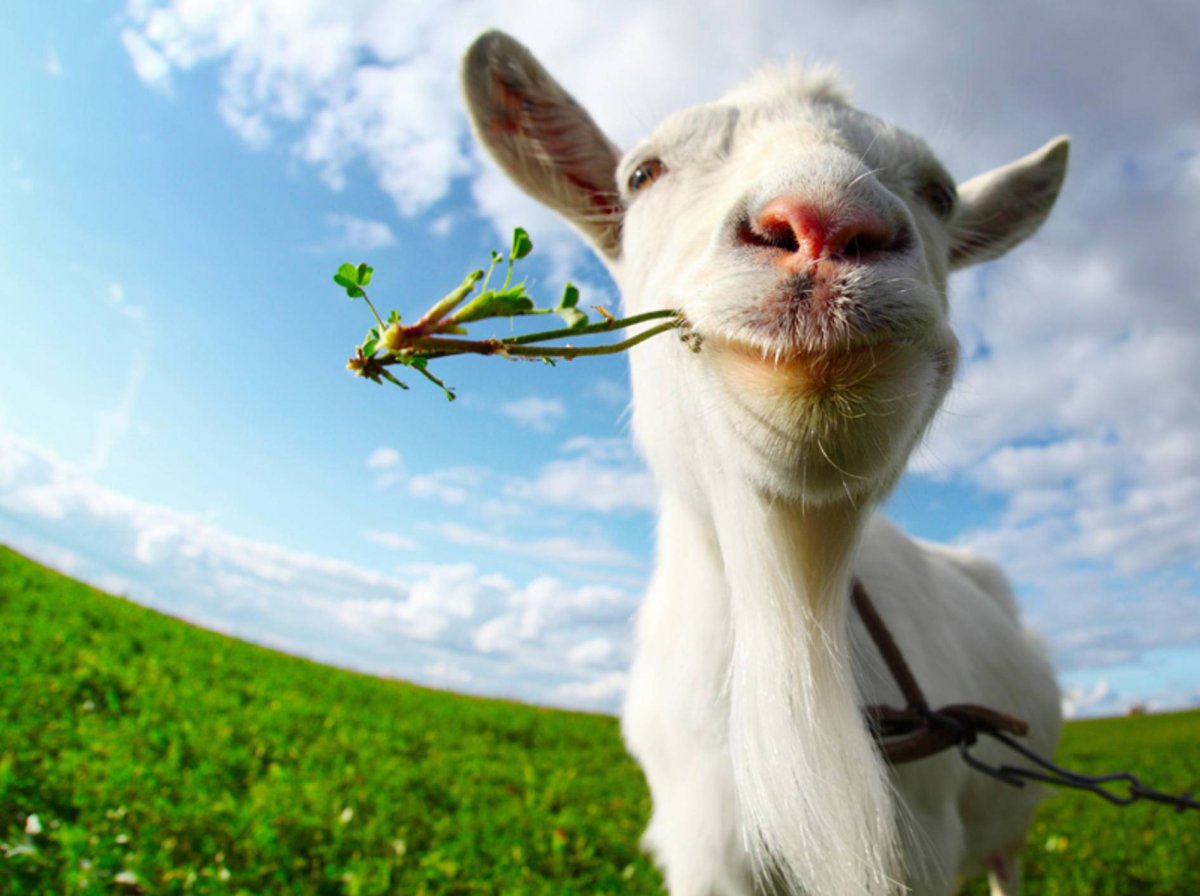 Веселая коза