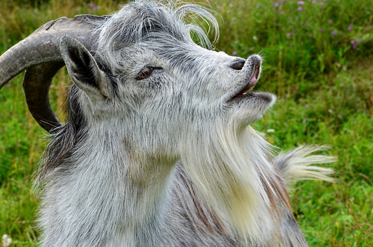 Старый козёл