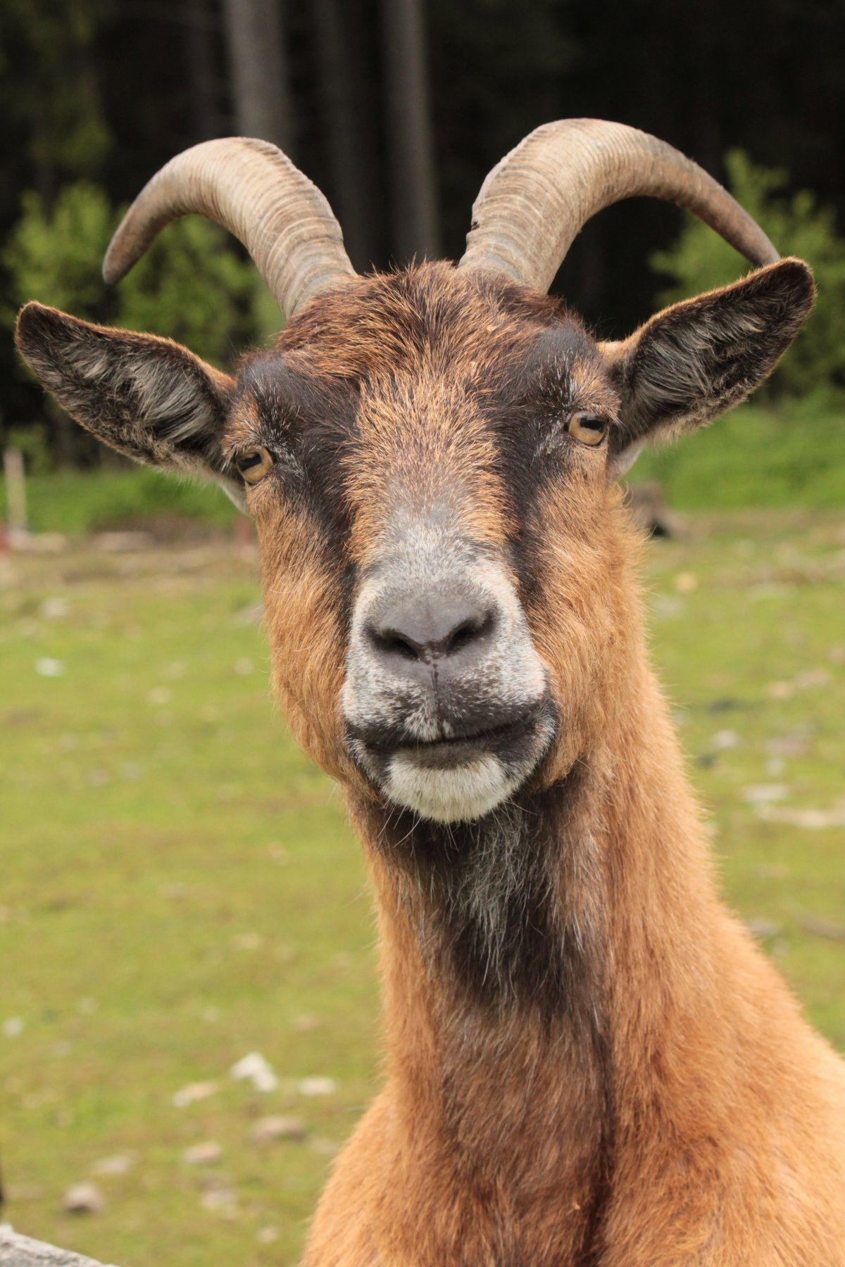 Морда козла