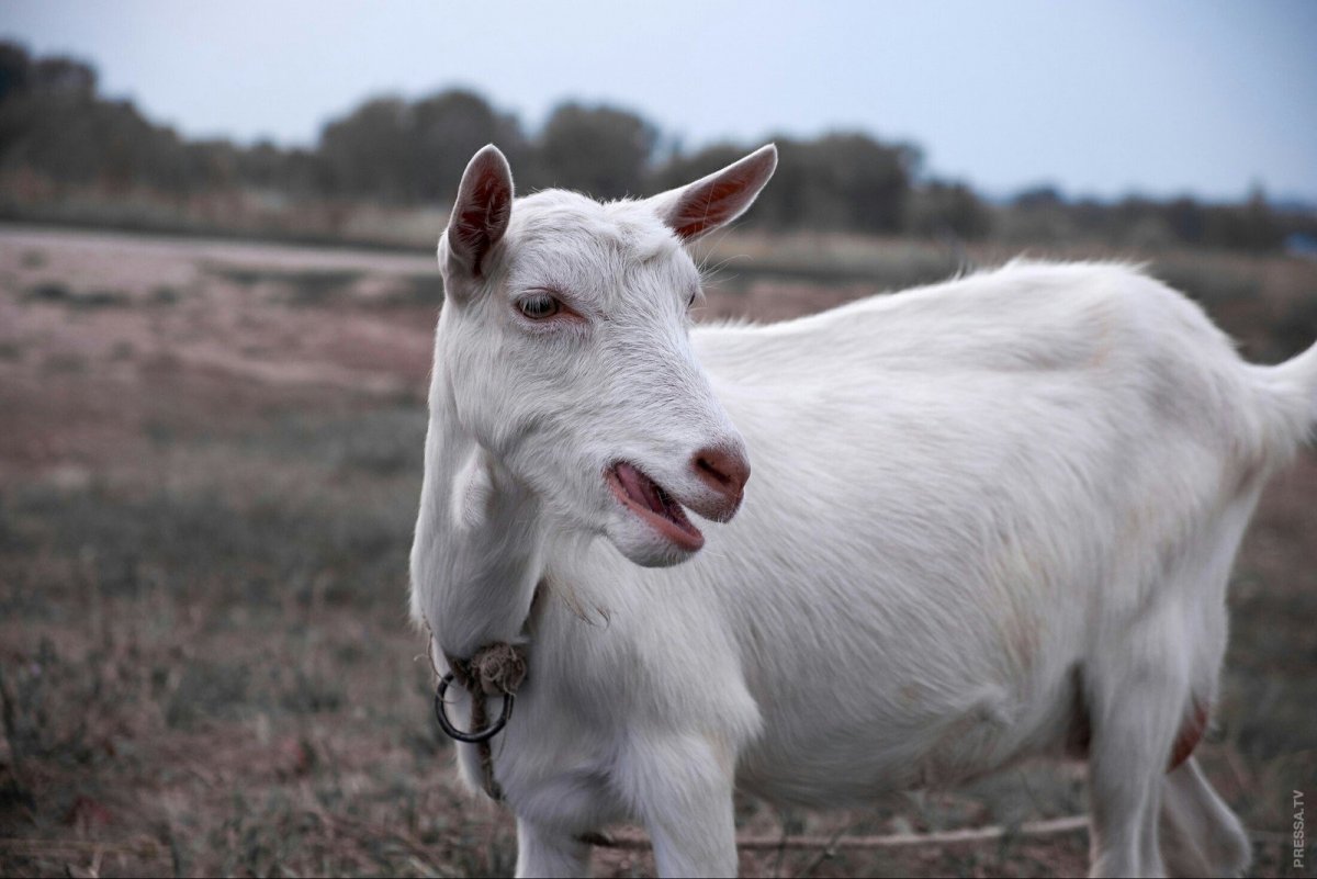 Козленок блеет