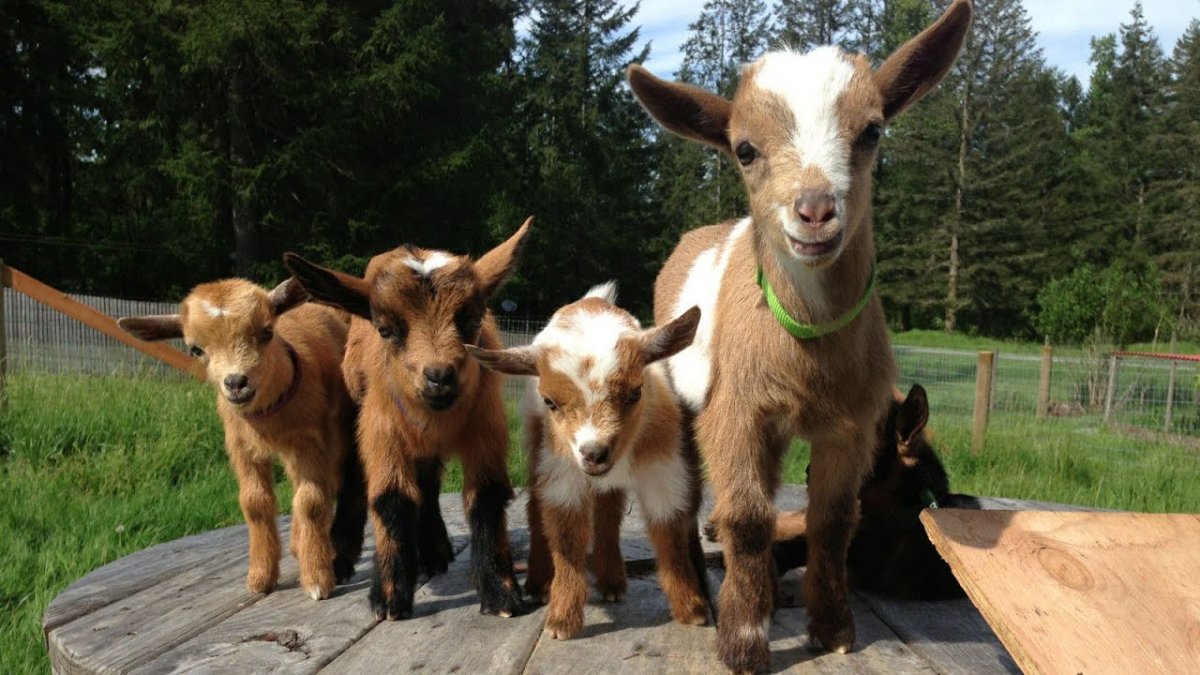 Красивые козлята