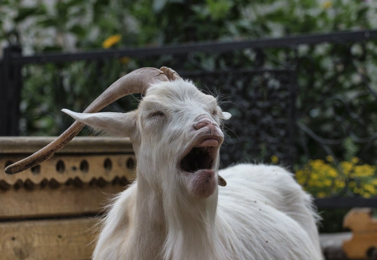 Козы смешно