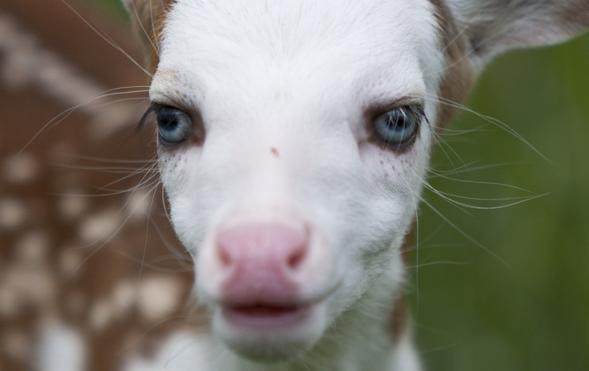 Коза с голубыми глазами
