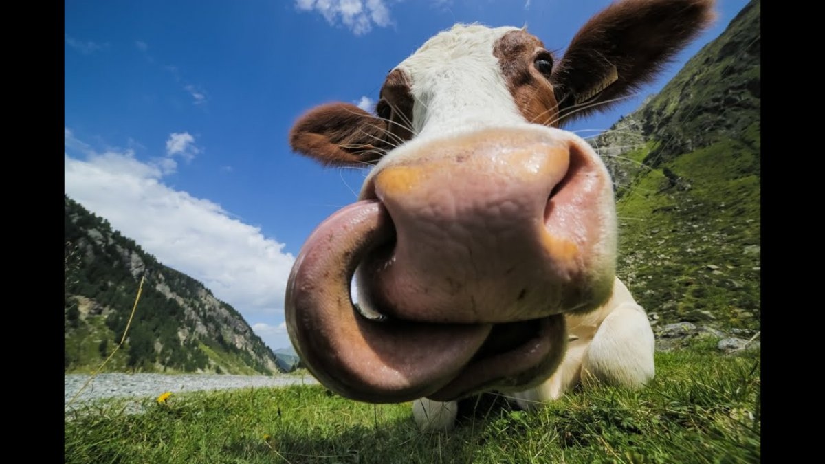 Корова улыбается