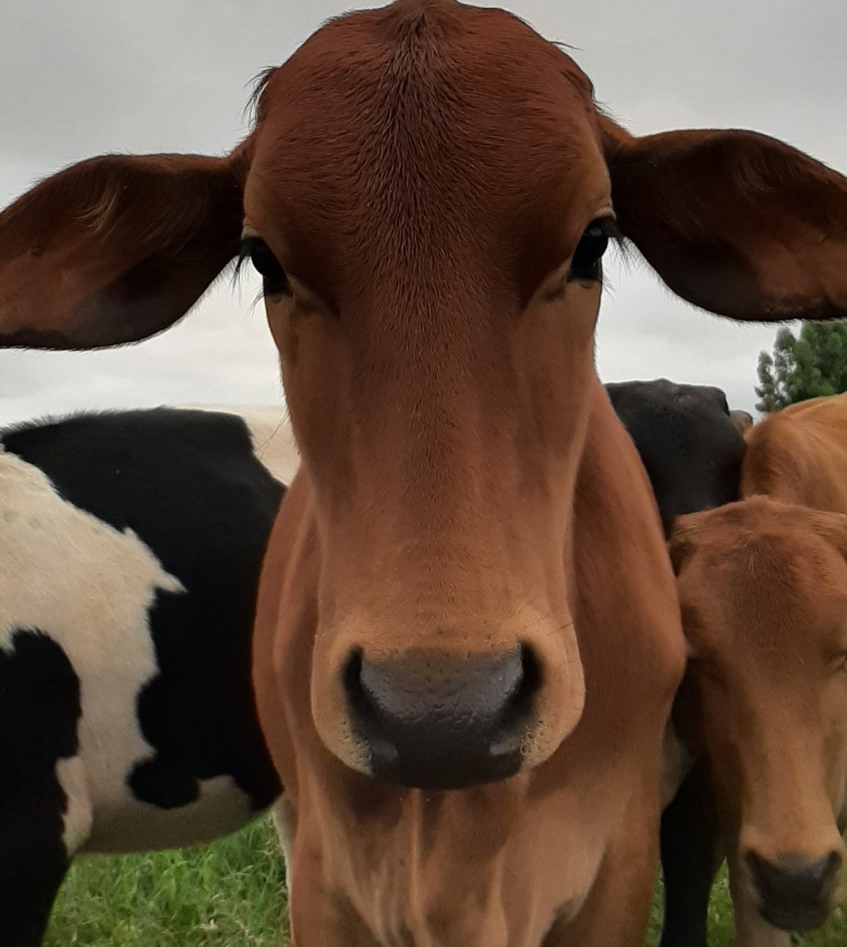 Красивая корова