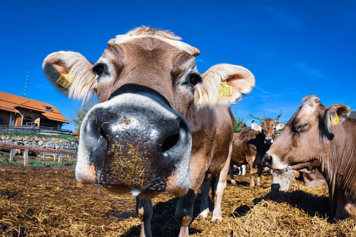 Животноводство коровы