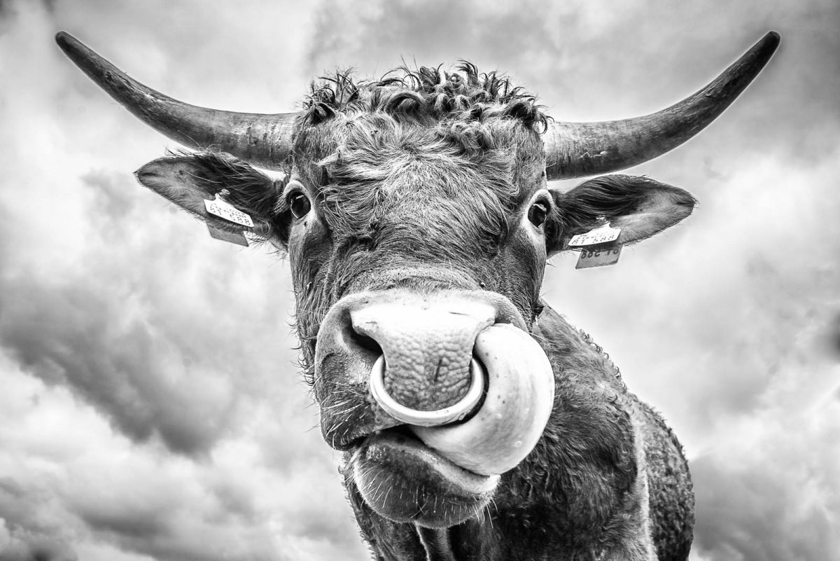 Красивый бык