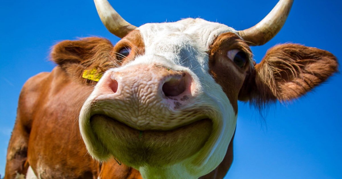 Корова улыбается
