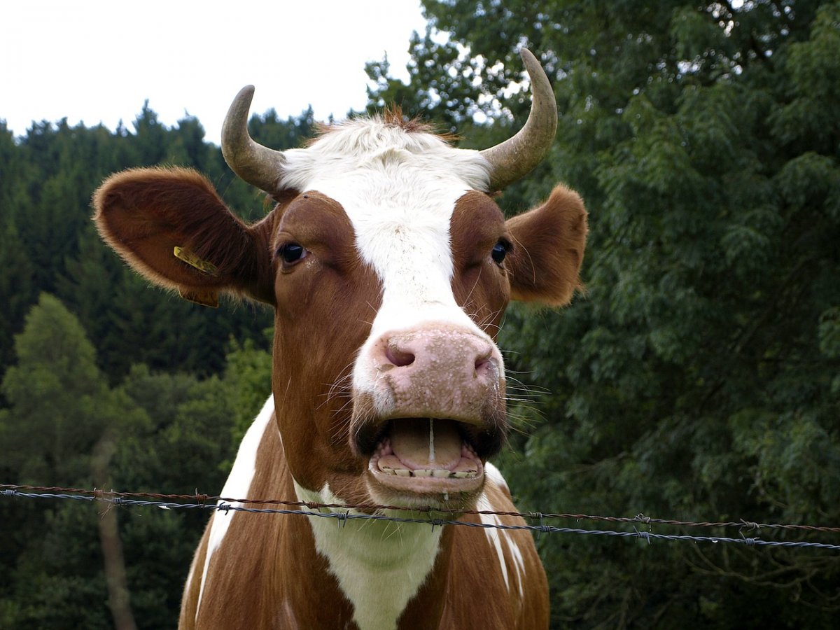 Жвачные коровы