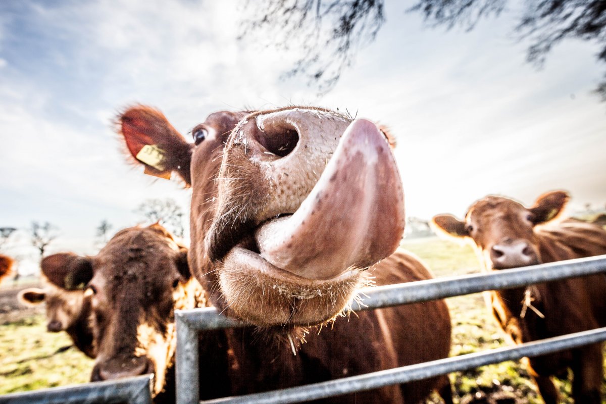 Улыбчивая корова