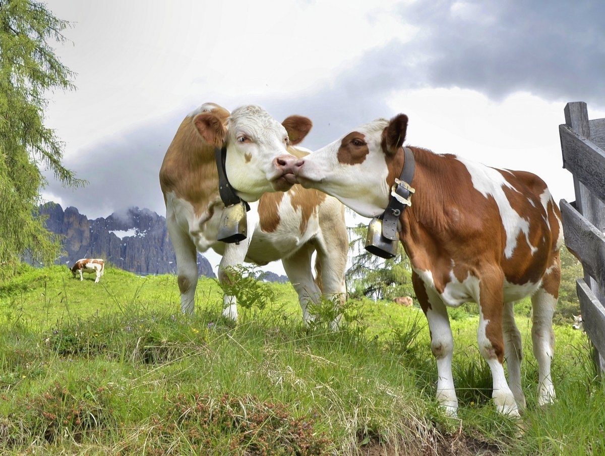 Бык на пастбище