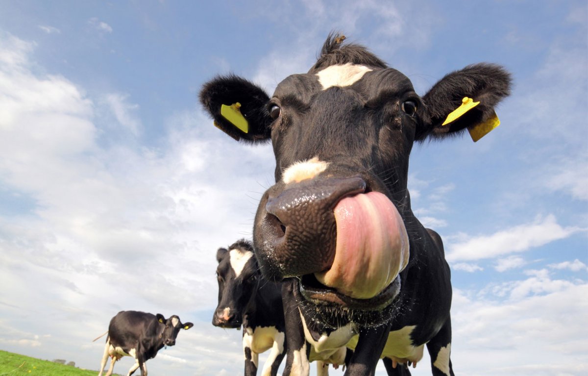 Прикольная корова