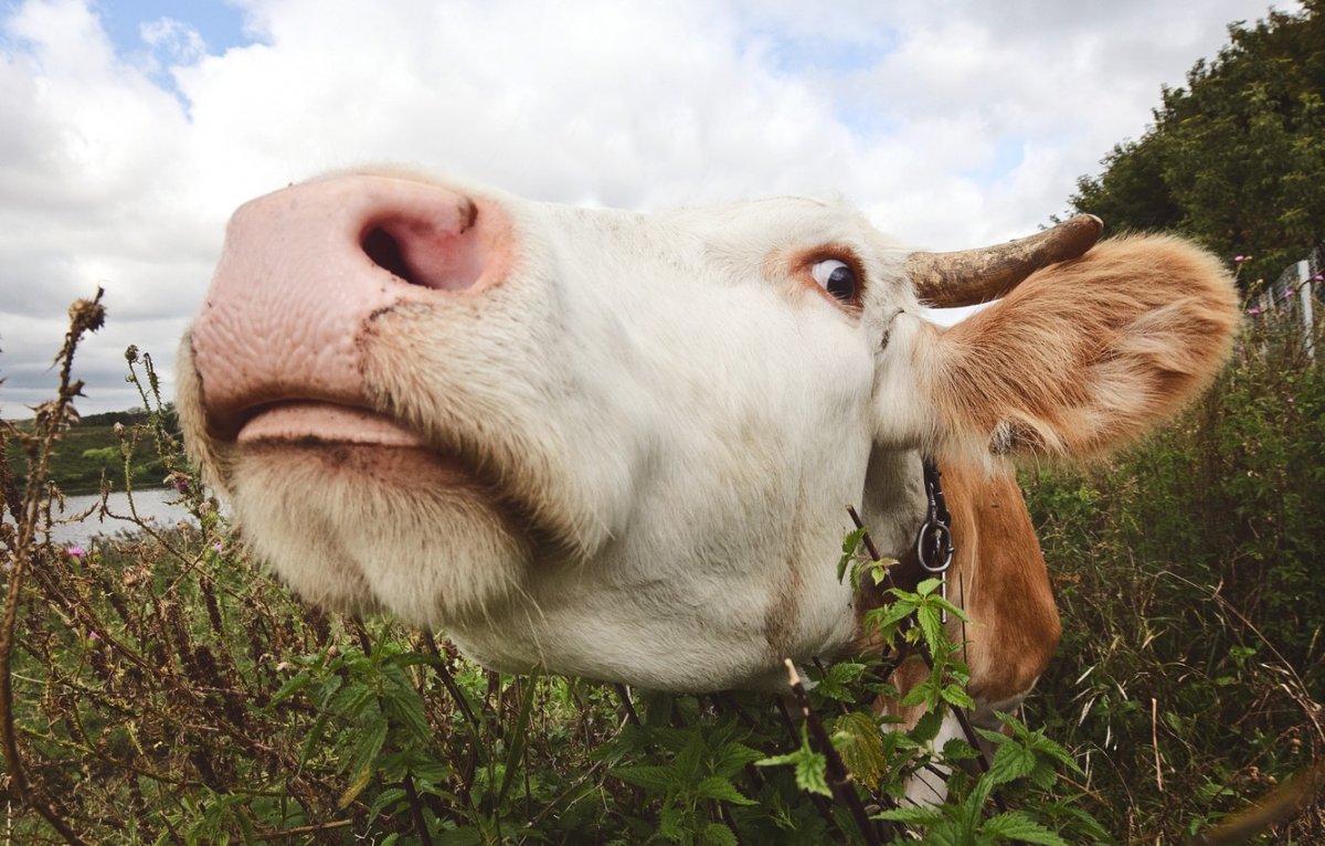 Сельские животные