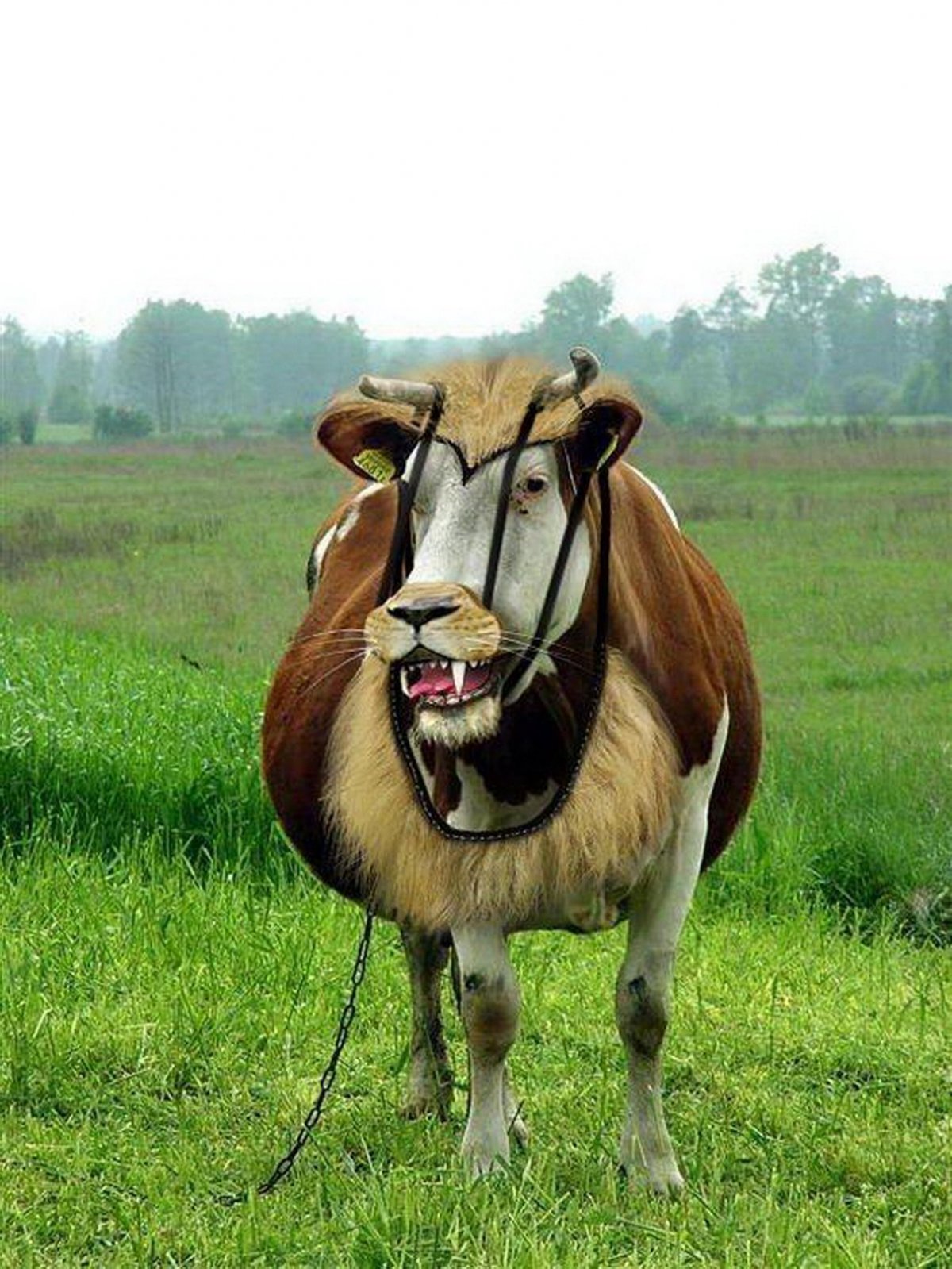 Прикольная корова