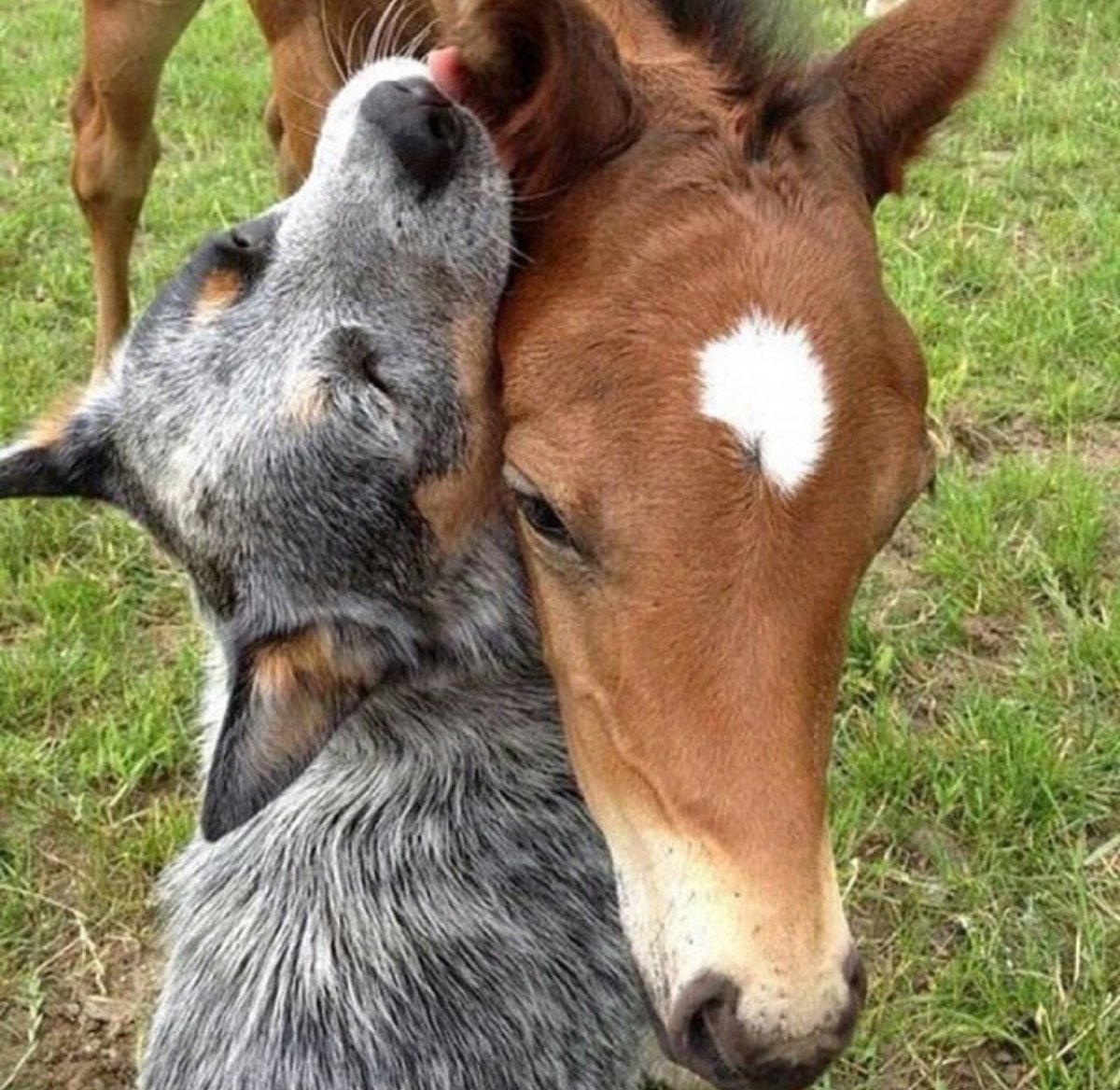 Лошадь и собака