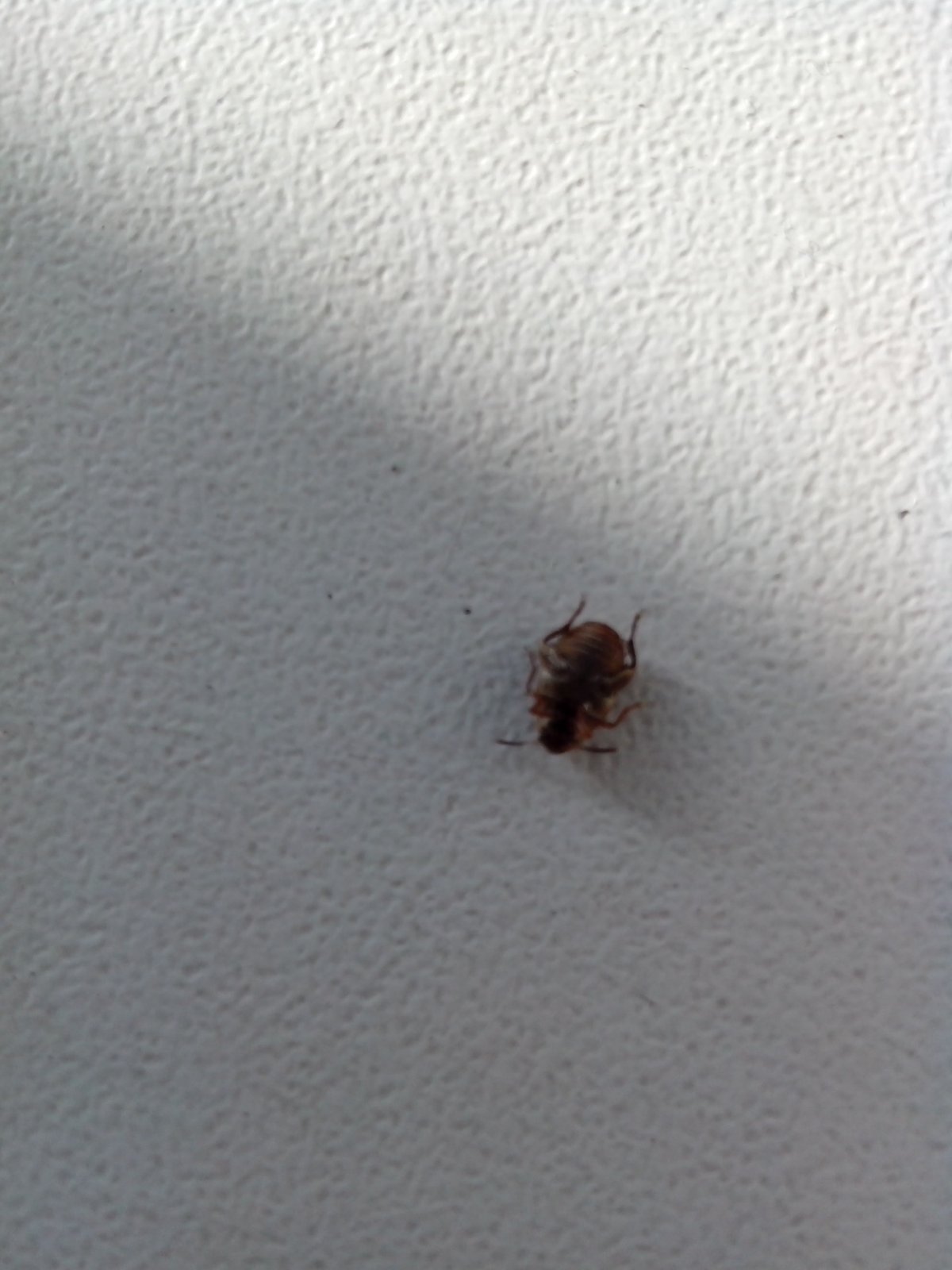Маленькие насекомые в квартире