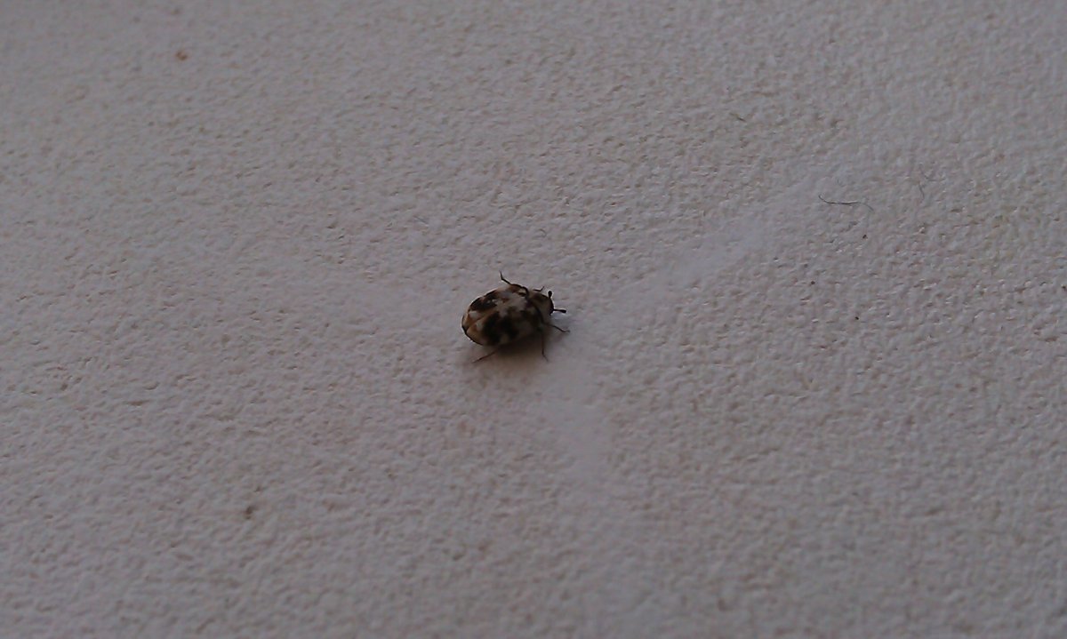 Маленький серый жучок в квартире