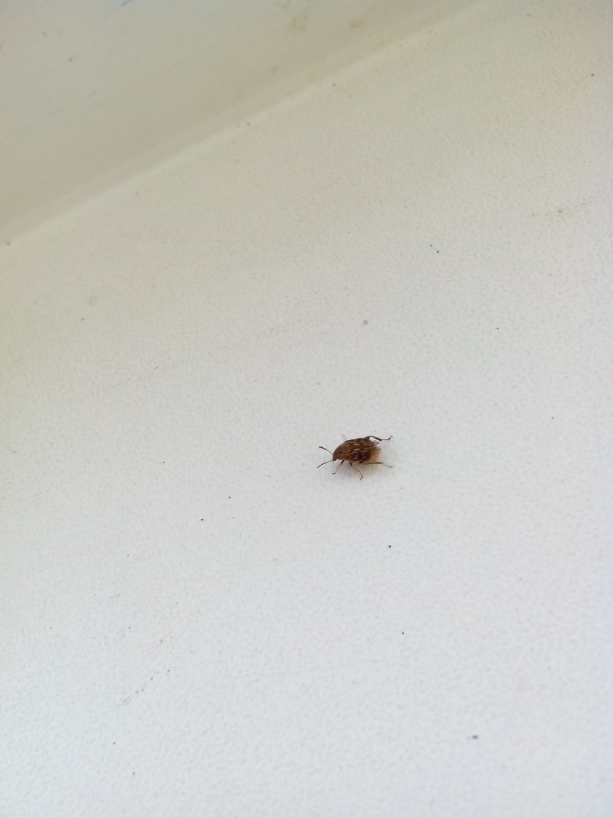 Маленькое насекомое прыгает коричневое