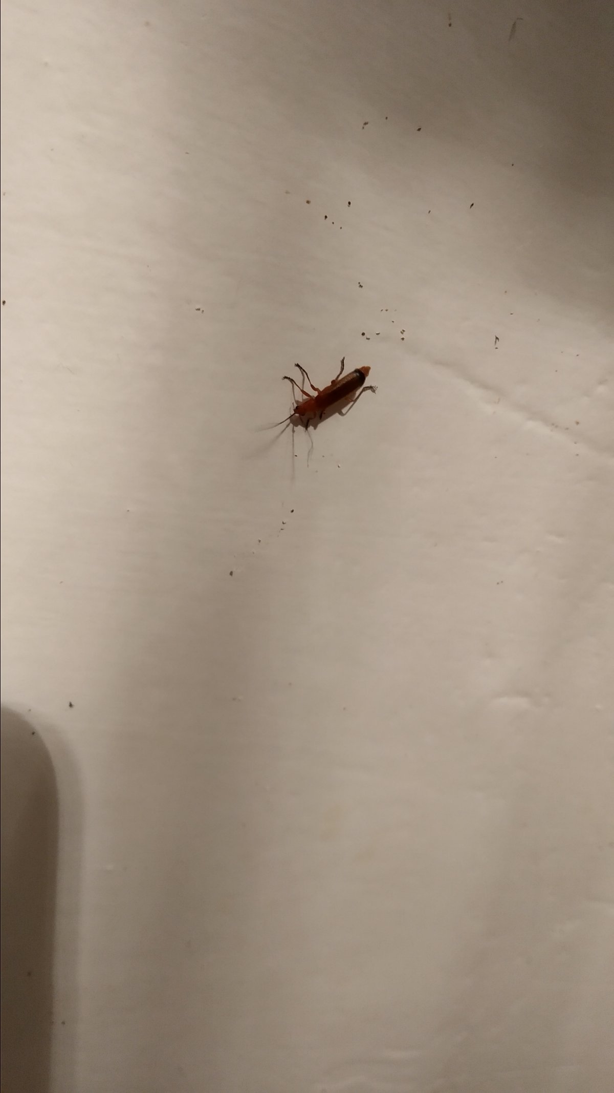 Маленькие домашние насекомые