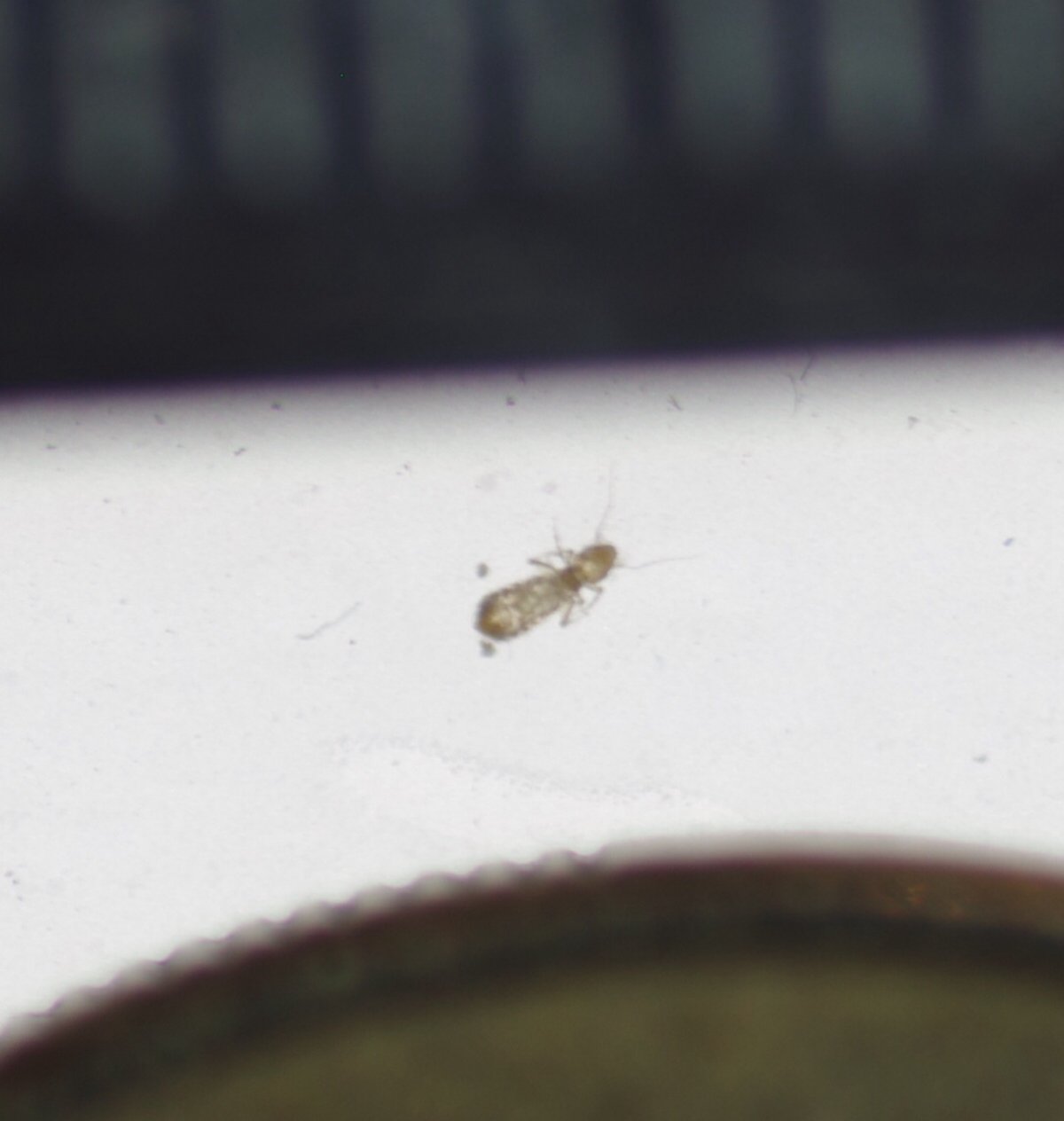 Мелкие жучки в крупах