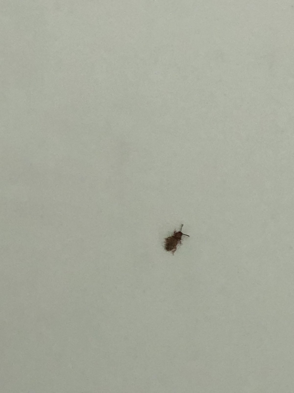 Маленький жучок с усиками