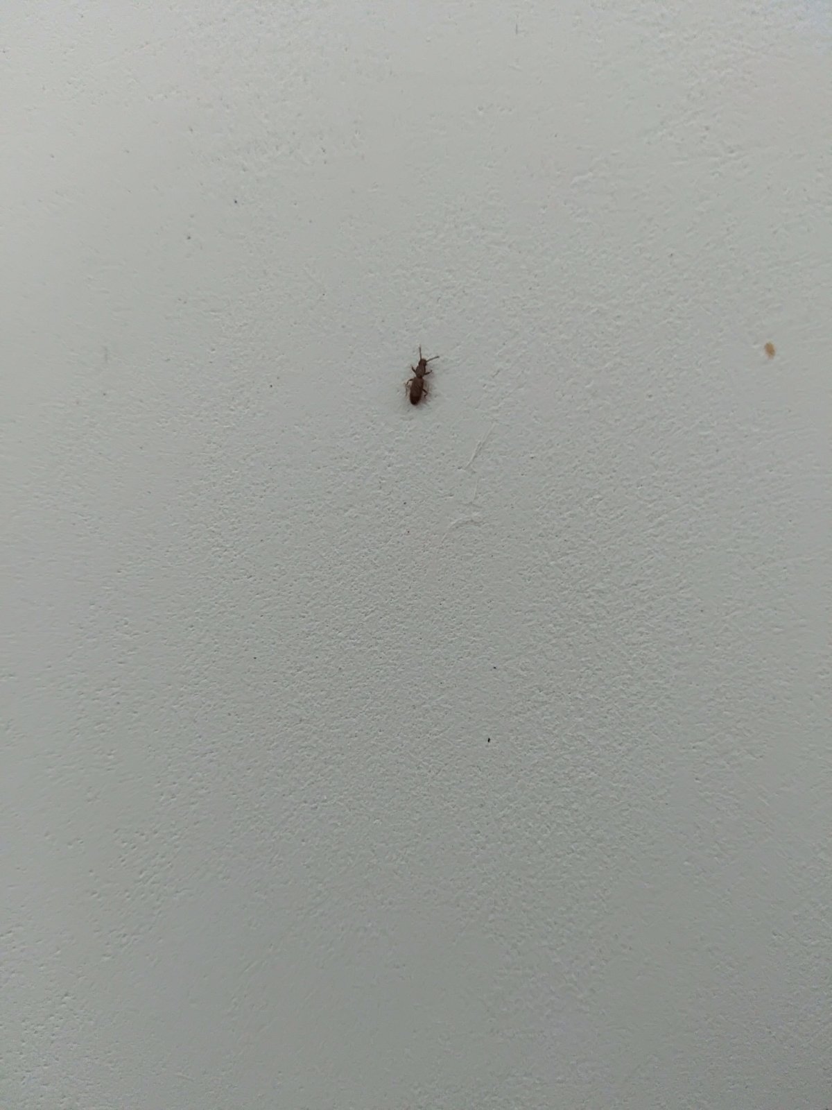 Маленькие насекомые в квартире