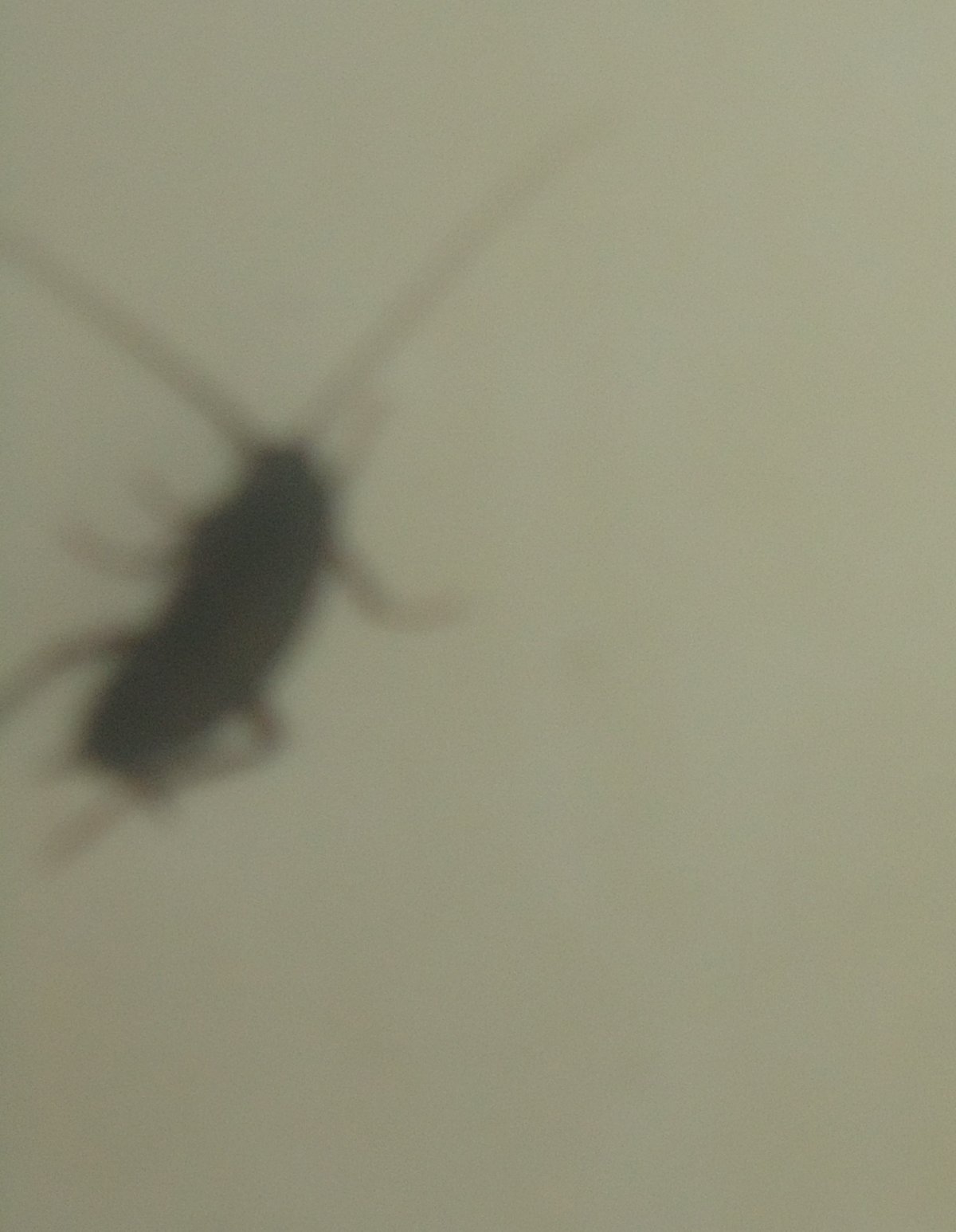 Мелкие насекомые с усиками