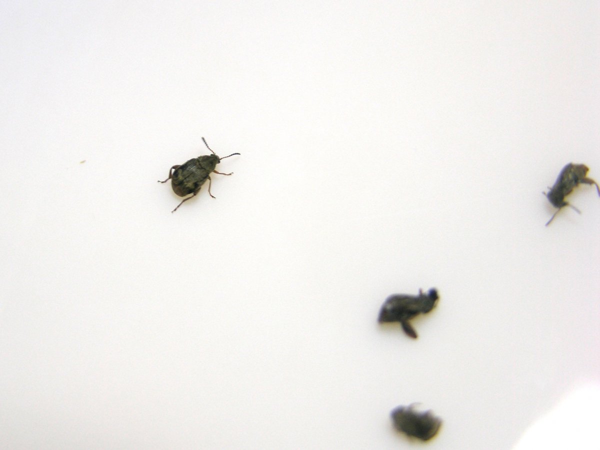 Мелкий черный Жук клоп