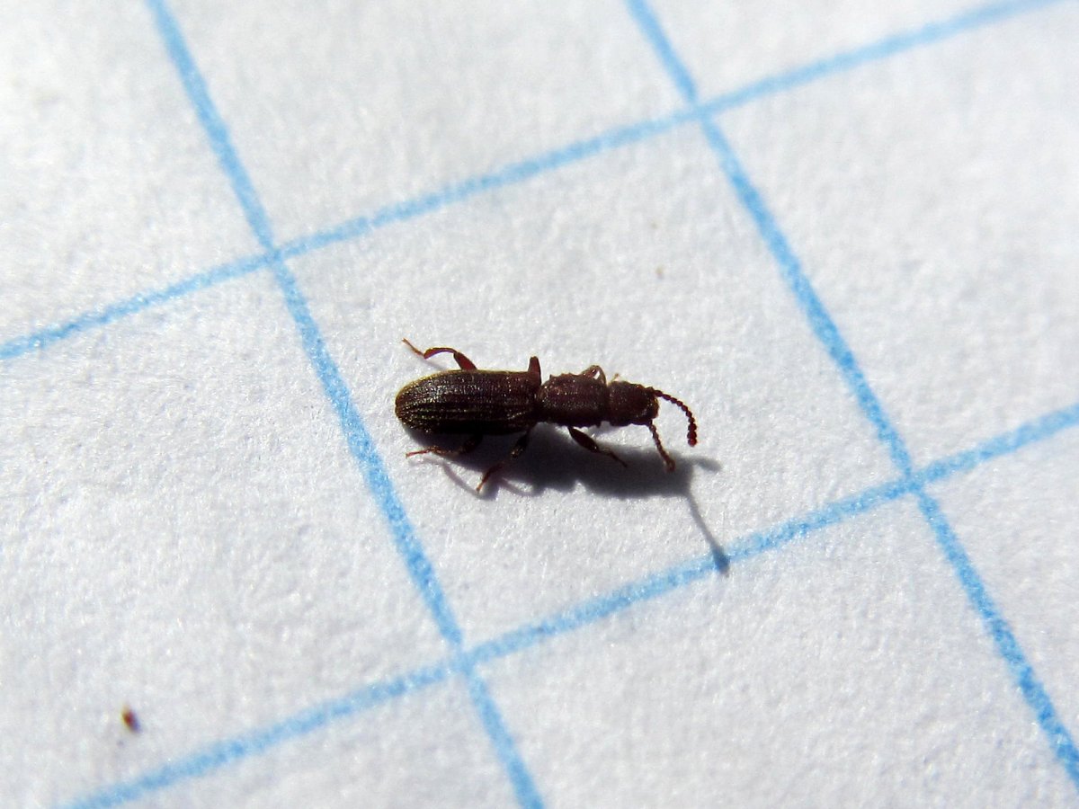 Рыжий мукоед