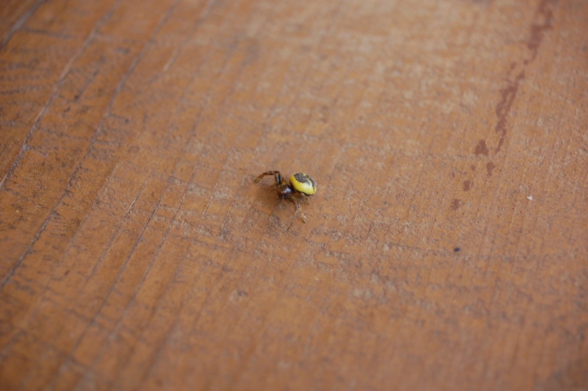 Мелкие букашки