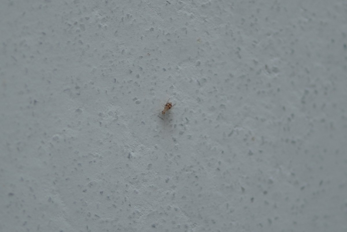 Мелкие насекомые в ванной