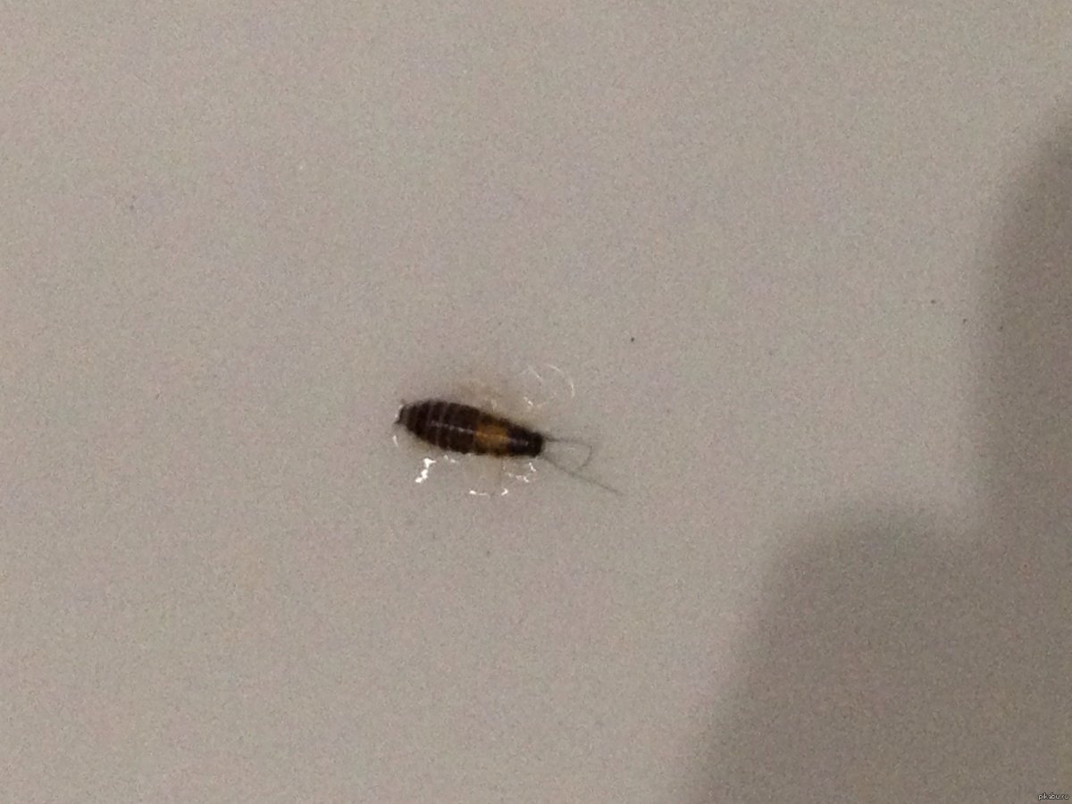 В холодильнике чисто, но увидела непонятное насекомое