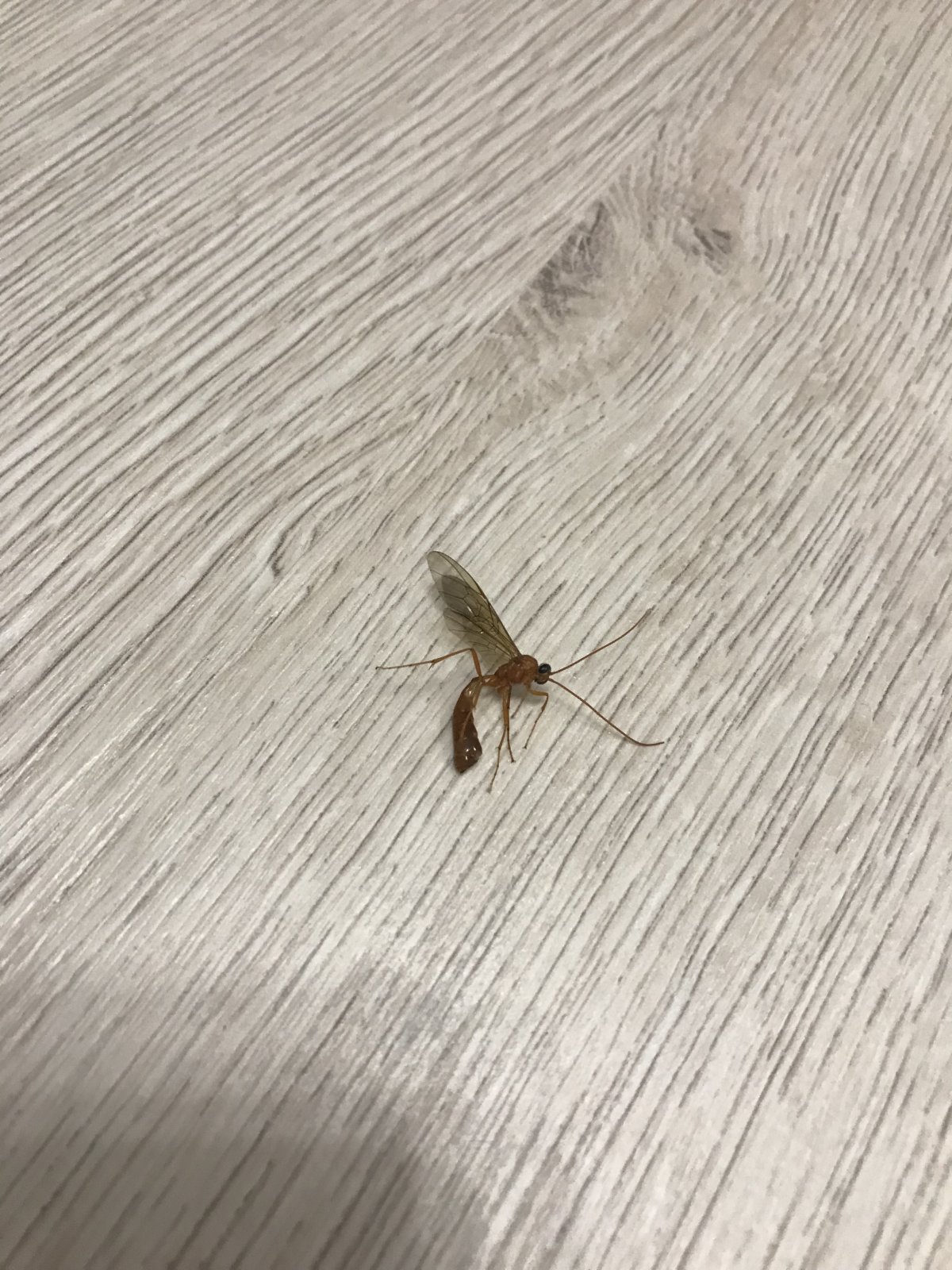 Насекомые в квартире