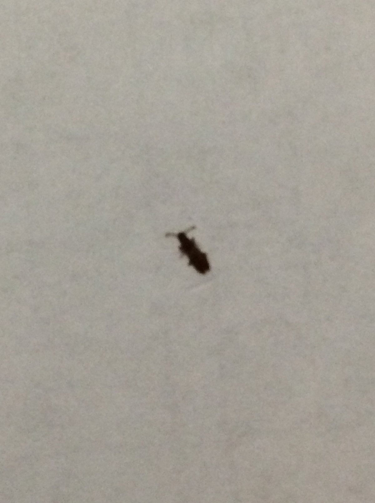 Жучки в квартире