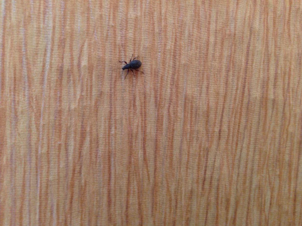 Маленький черный клоп