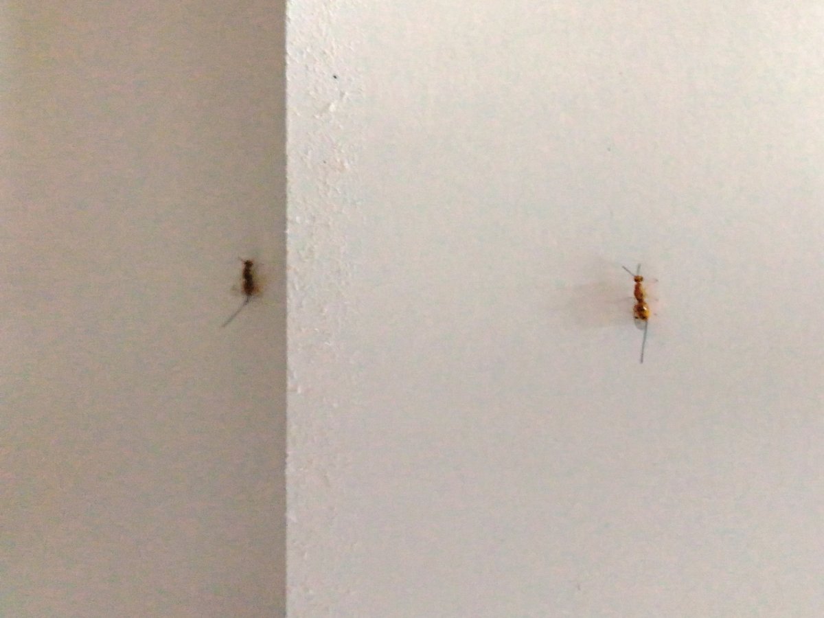 Мелкие насекомые дома