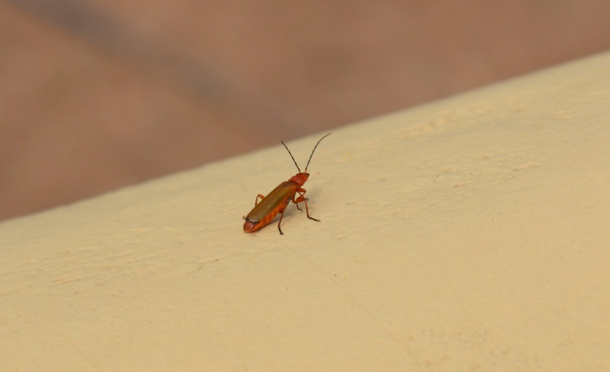 Коричневые прыгающие насекомые