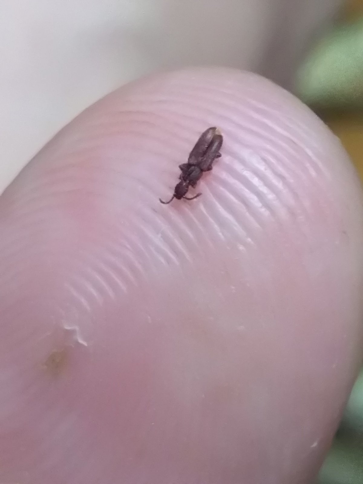 Мелкие коричневые жучки 3мм