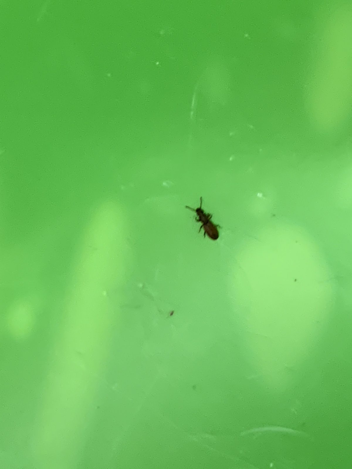 Маленькие насекомые на кухне