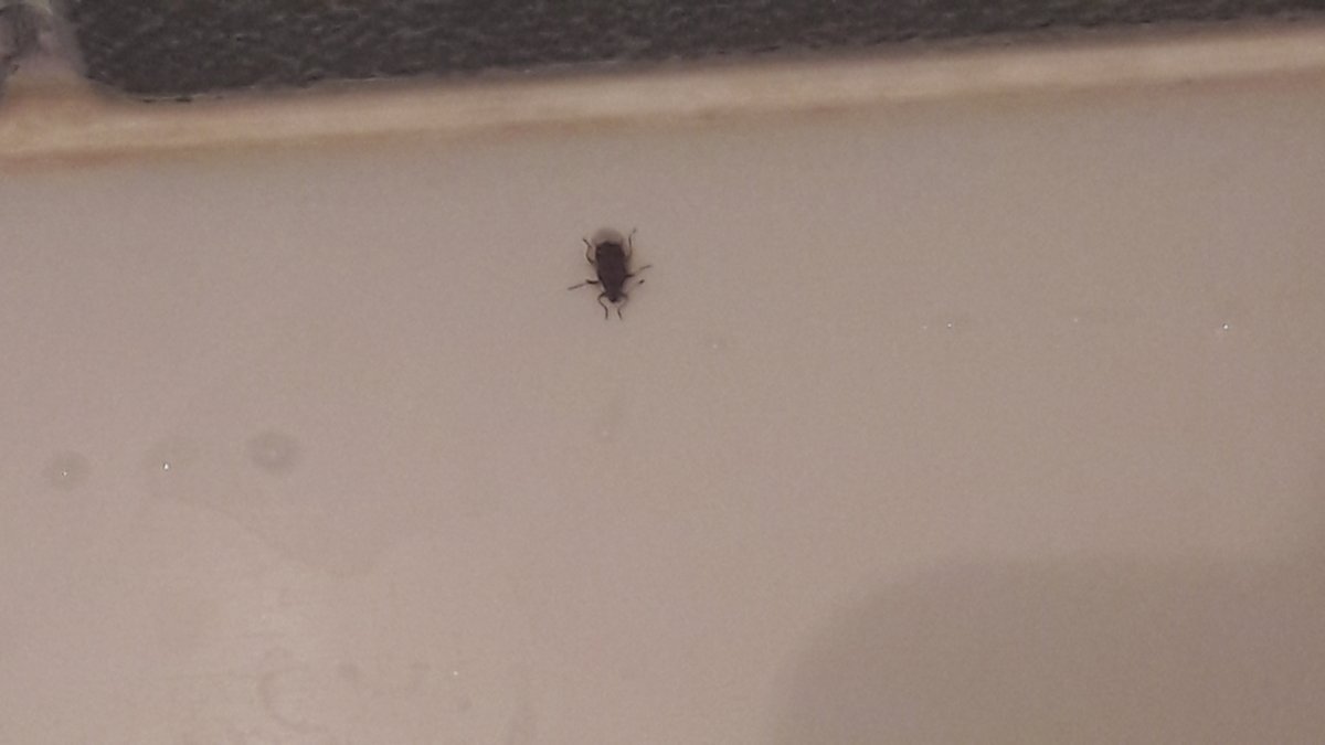 Насекомые на балконе