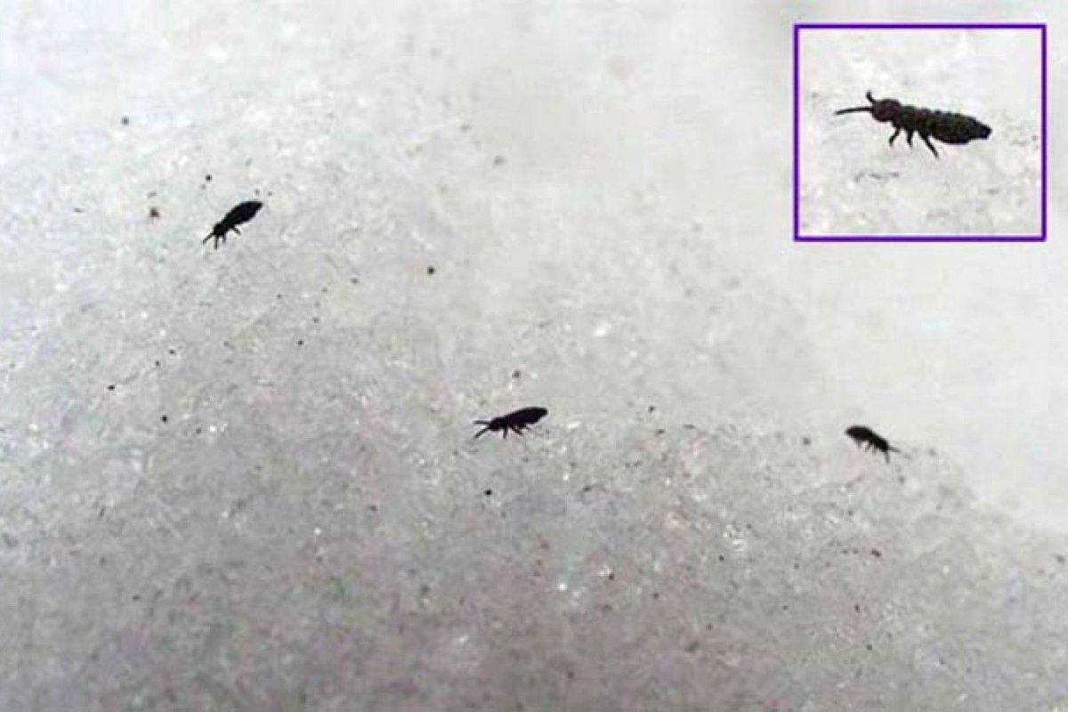 Маленькое черное насекомое