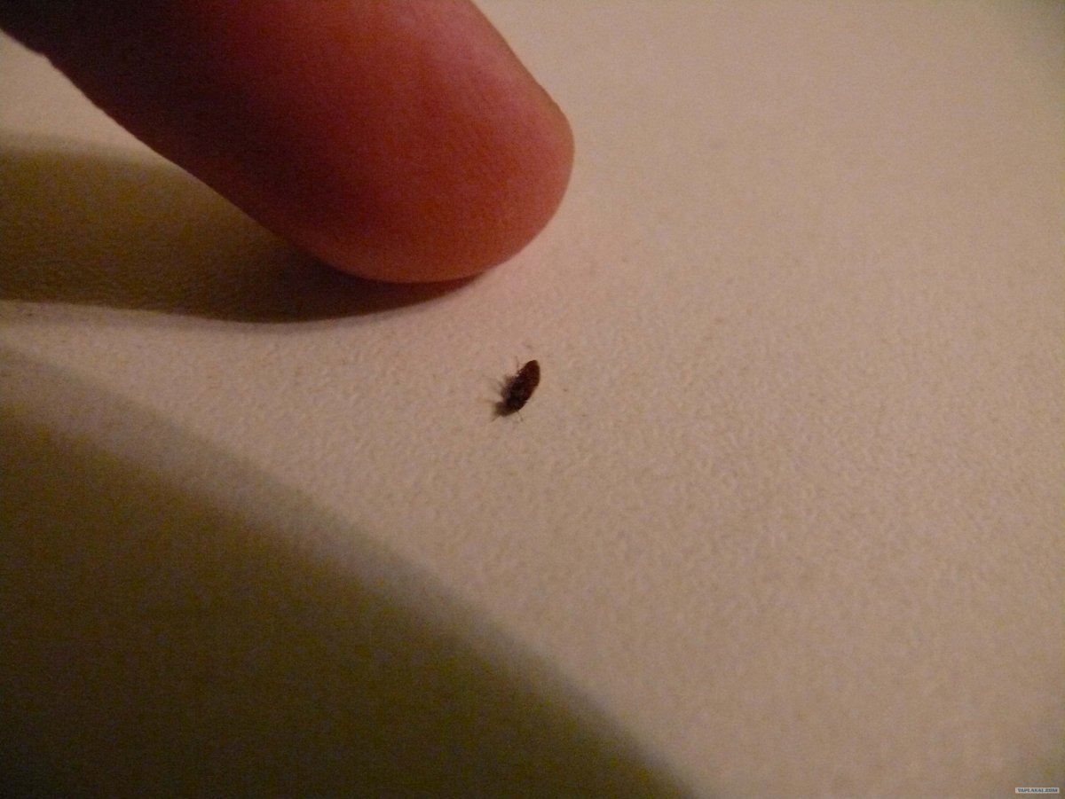 Маленькие черные букашки