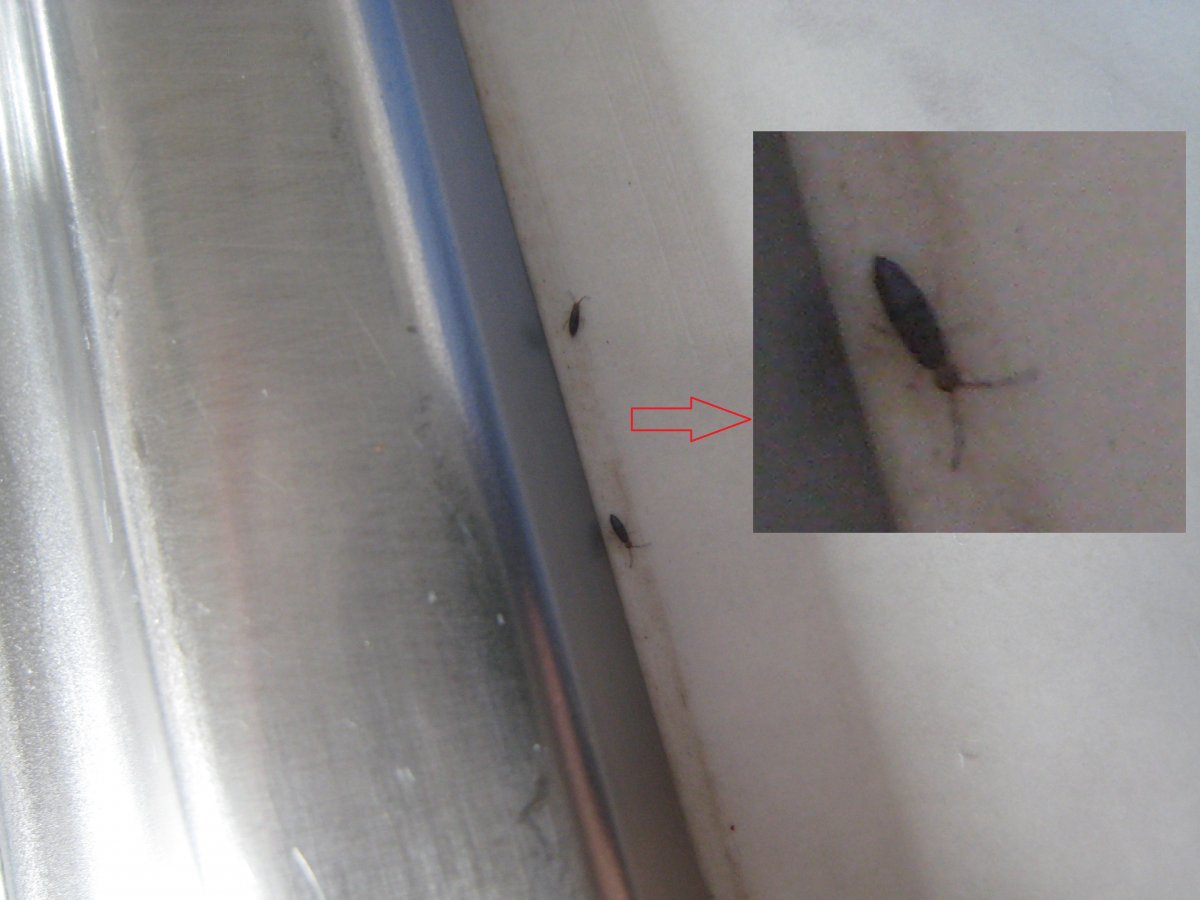 Мелкие насекомые на кухне