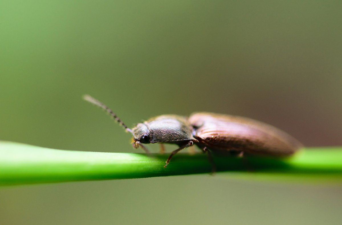 Самый маленький Жук