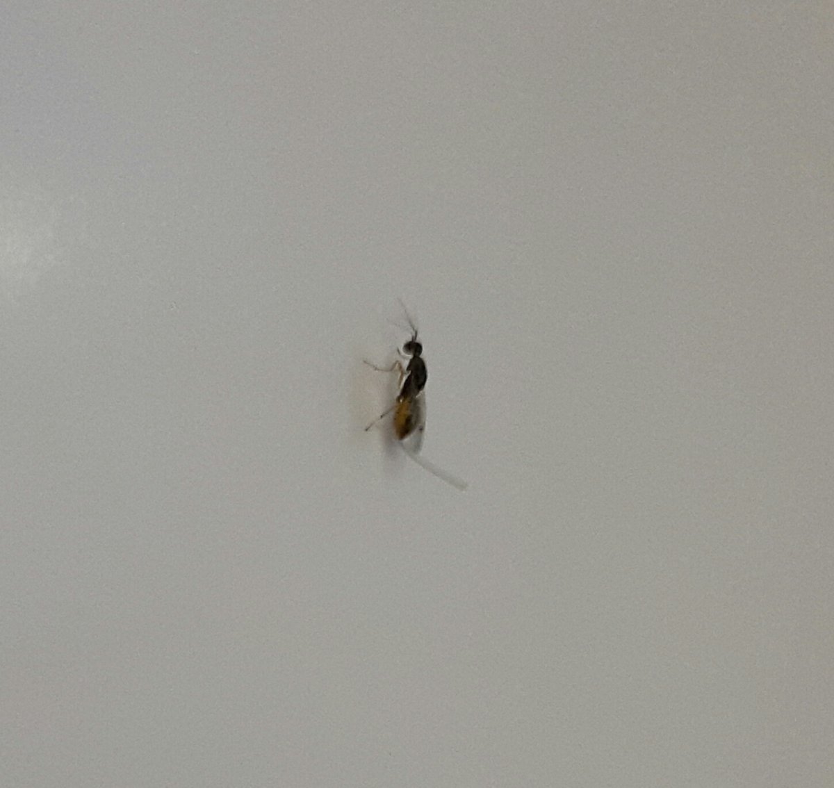 Мелкие насекомые с усиками и крыльями