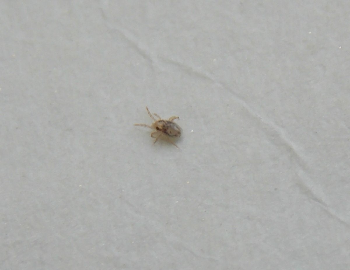 Маленький серый жучок