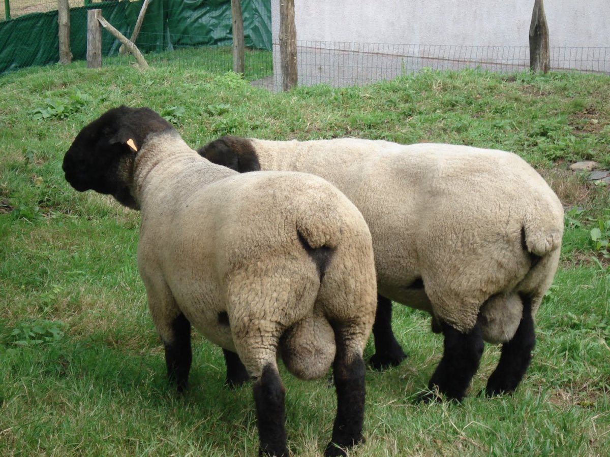 Суффольк порода овец